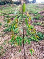 ��·��Թ �ԧ