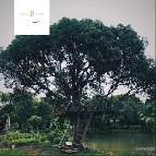 ������ ��ҹ ˹ͧ�͡ ��ا෾