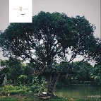 �����Ҥ�ѧ�Թ��� �Ҥһ�С�������� 50,000 �ҷ/��͹