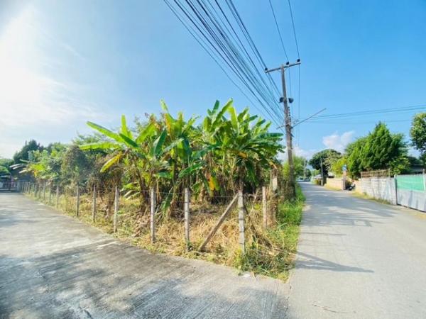 ������ �� onanong khumaphao