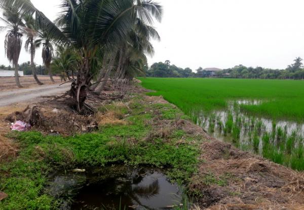 ที่ดินหนองจอก ที่ดินหนองจอก