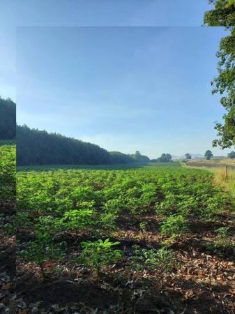 ��ªź��� �� Anutta thongdet