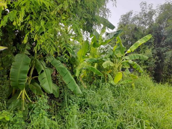 ������ �� �����¹��� ���˹����ѧ�������Ѿ��