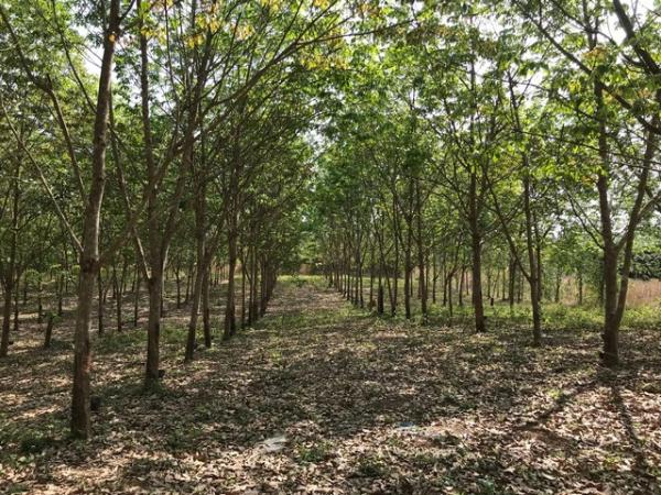 ��·��Թ �ҡ�� ���