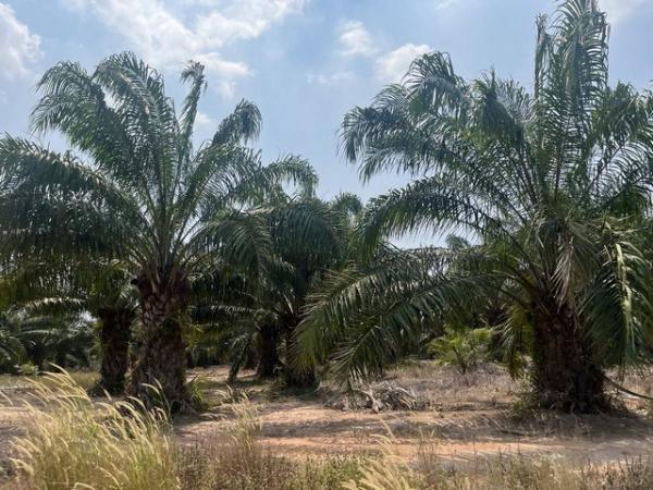 ที่ดิน pattaya ที่ดิน pattaya