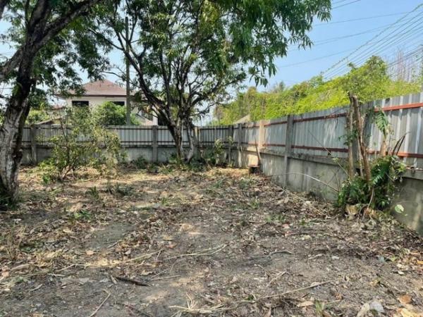 �ѹ���� �� onanong khumaphao