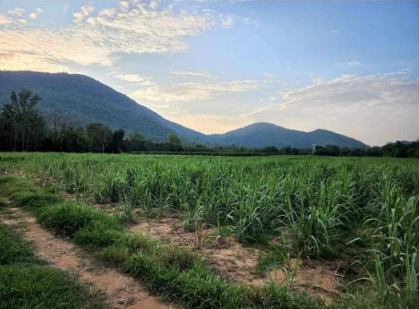 ������ä� �� sopa