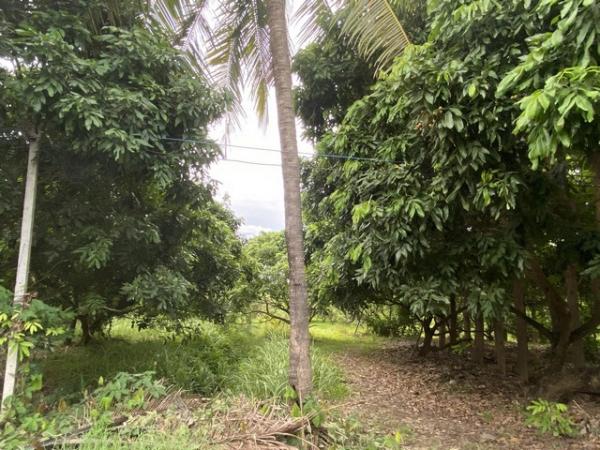 ��� �� tayapornaik1