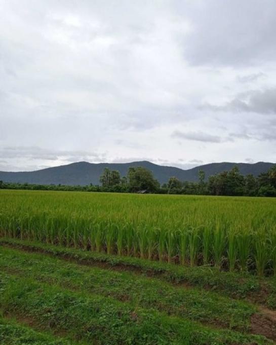 ����͹ �� onanong khumaphao