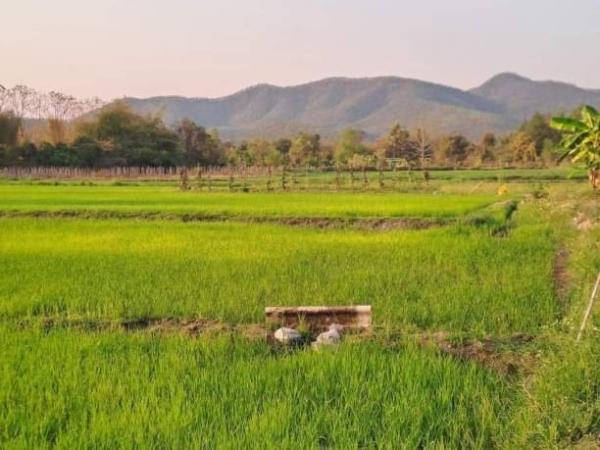 �ѹ���� �� onanong khumaphao