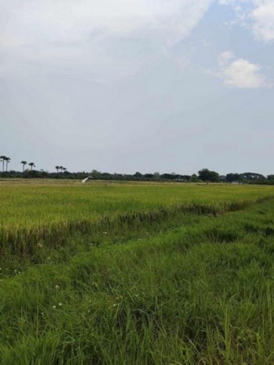 �ҧ�� �� northern1