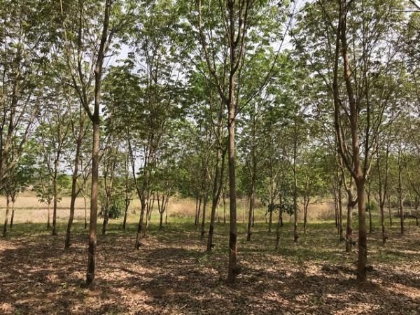 ��·��Թ �ҡ�� ���