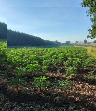 ˹ͧ�˭� �� Sararat_dai