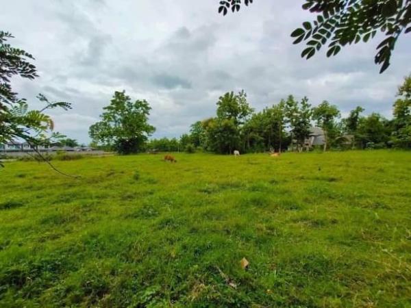 �ѹ���� �� onanong khumaphao