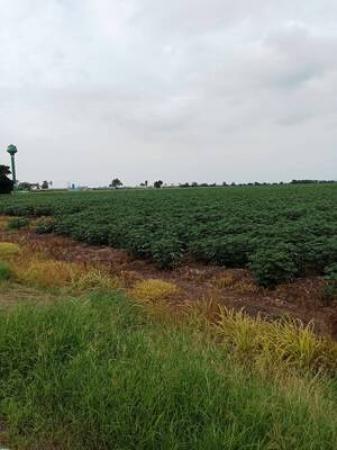 ���Թž���� �� Estate Corner