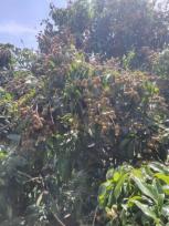 ��·��Թ �Ҥһ�С�Ȣ�� 1,500,000 �ҷ