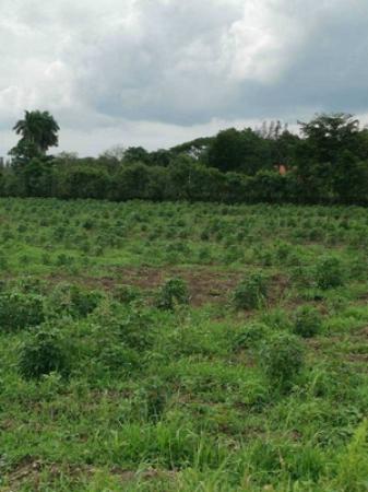 �����к��� �� Estate Corner