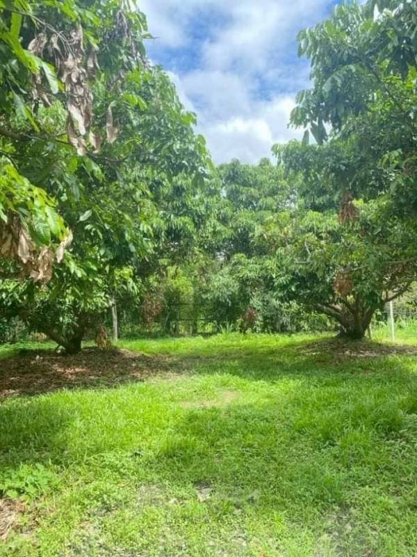 ���Թ���ͧ �� onanong khumaphao