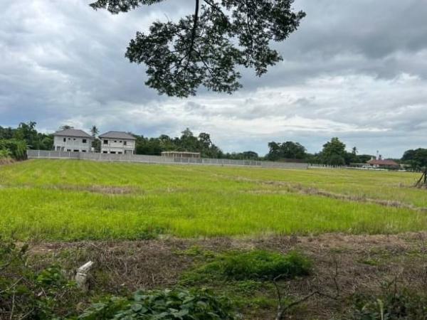 �ѹ���� �� onanong khumaphao