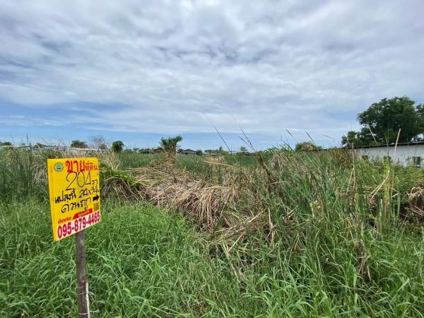 ���Թ �Դ����͹��յ 203 ���ҧ��