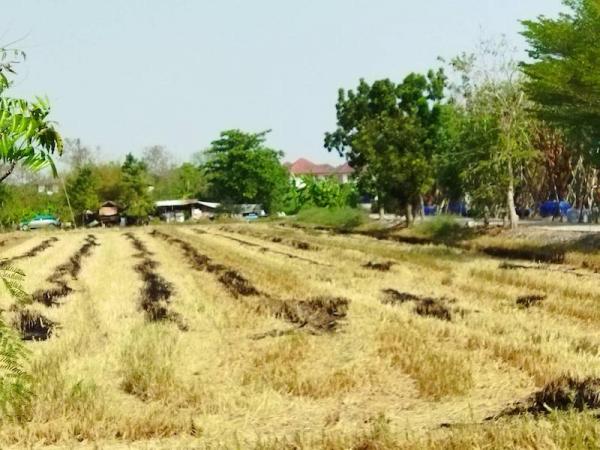 �����ҹ� �� naorinpl