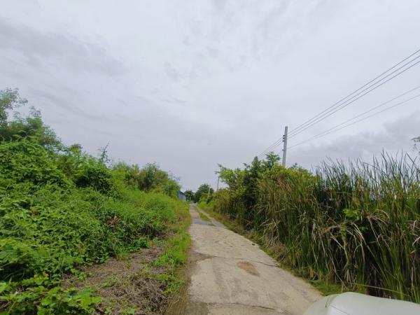 ที่ดิน lotus ที่ดิน lotus