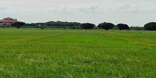 ���Թ 42 ���