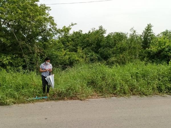 ที่ดิน lotus ที่ดิน lotus