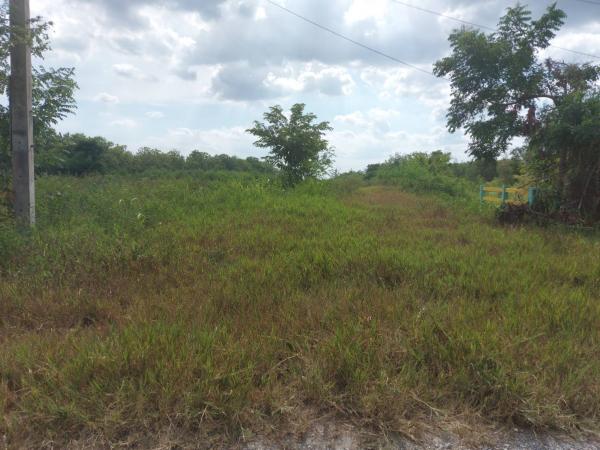 ที่ดิน lotus ที่ดิน lotus