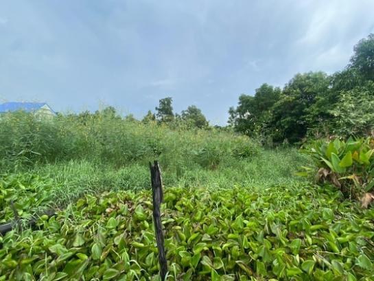 ���١�� �� Estate Corner