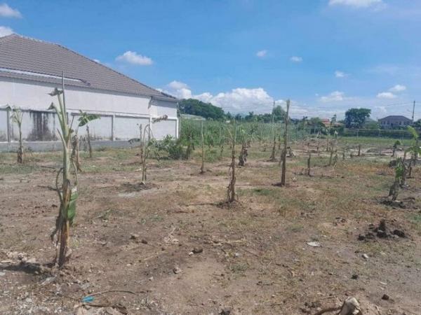 �ѹ���� �� onanong khumaphao