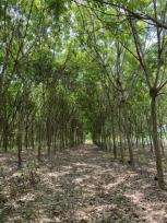 ���Թ ���ͧ