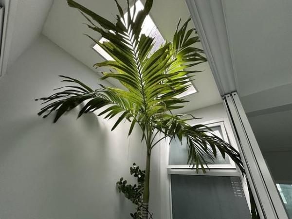 ��ا෾ �� kongpl