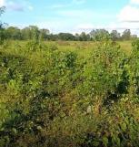 ���Թ �Ⱥ�ŵӺ����ͧ��