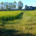 ��� ���Թ �Ⱥ�ŵӺ����ͧ�� �͹��