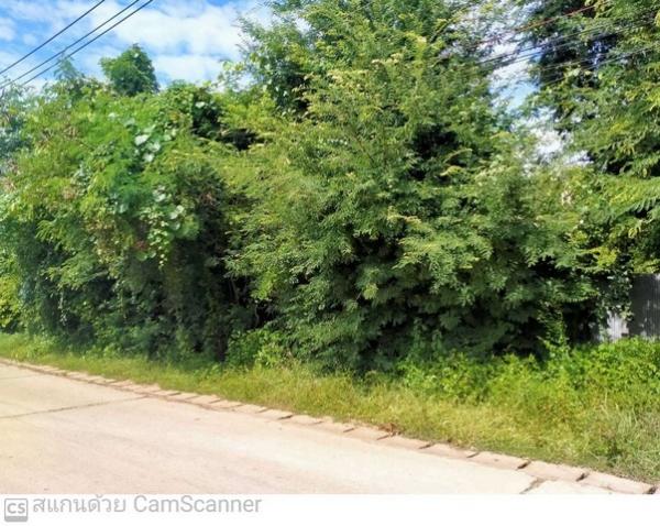 ����ӻҧ �� panaya.opalopal