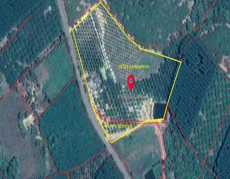 �ѹ����� �� incube