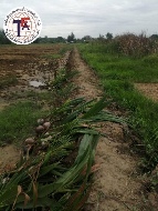 ��·��Թ �Ҥһ�С�Ȣ�� 27,588,750 �ҷ