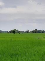 ��·��Թ ������ ��§����