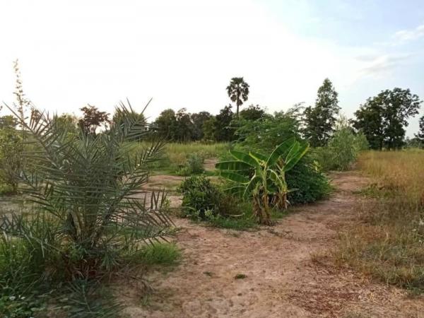 ��º�ҹ ˹ͧ����� ��¹ҷ