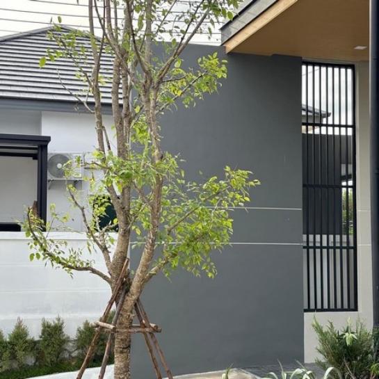 ��ҹ����Ҵ�Ԥ��Ѳ�� ���ͧ