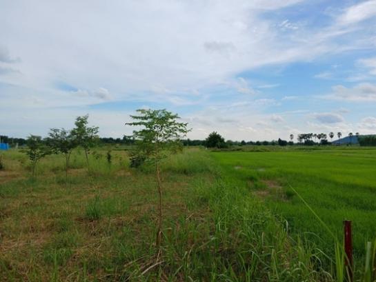 ��¾�ɳ��š �� Estate Corner