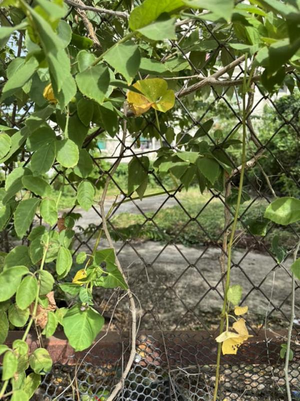 ��ا෾ �� rattana27