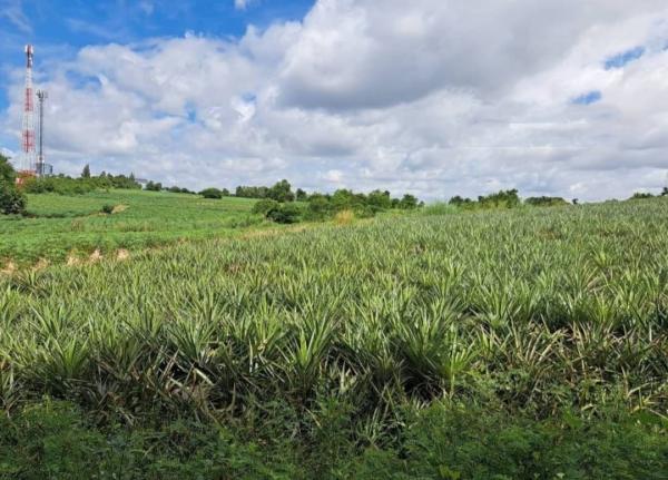 ������ͧ �� goodlada24