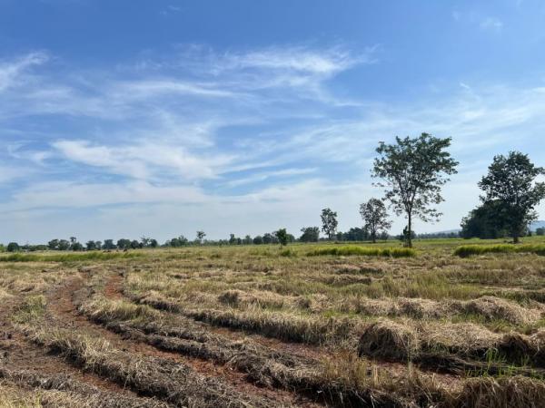 ที่ดิน pattaya ที่ดิน pattaya