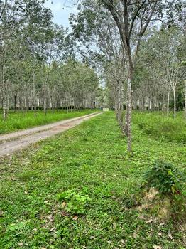 ���ͧ �� incube