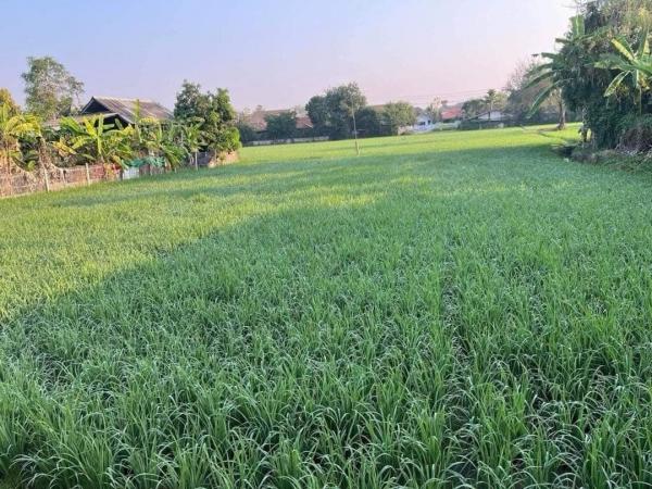 �ѹ��ᾧ �� northern1