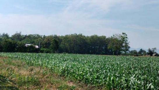 ���Թž���� �� Estate Corner