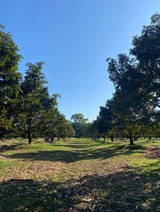 ที่ดิน 21 ไร่ ที่ดิน 21 ไร่