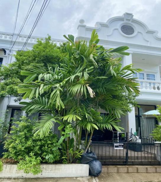 ���⢹� �� Nuttapong